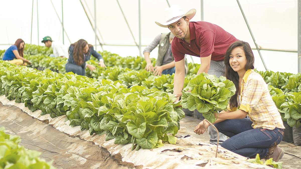 Michoacán Pionero En Modelo De Agricultura Sustentable | Semanario El ...