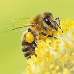 Analizan impacto por uso de plaguicidas en abejas