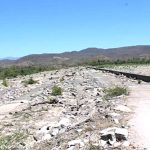 Prevén ganaderos de Sinaloa que primeras afectaciones por estiaje lleguen en el cierre de abril