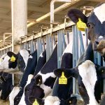 Alerta la OMS que virus de gripe aviar fue detectado en leche de vacas infectadas en EU
