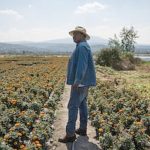 DÍA DE MUERTOS: Cempasúchil de Xochimilco 