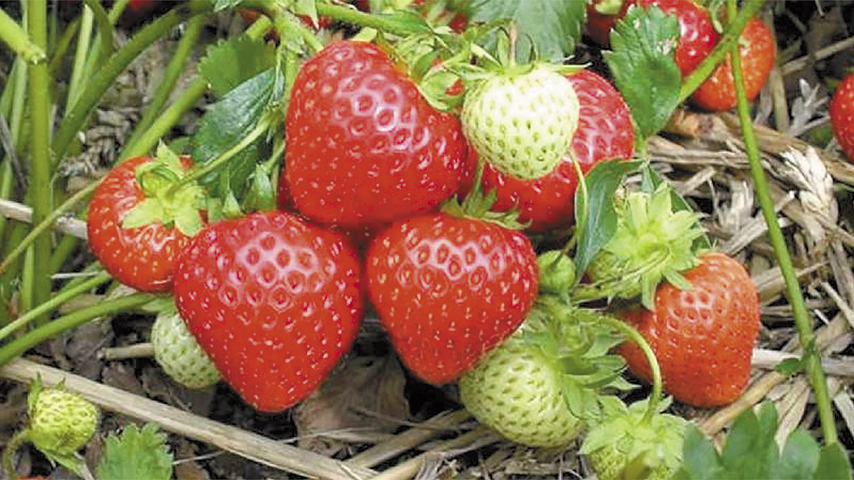 Avanza Cultivo De Fresa En San Quintín – Semanario El Pionero