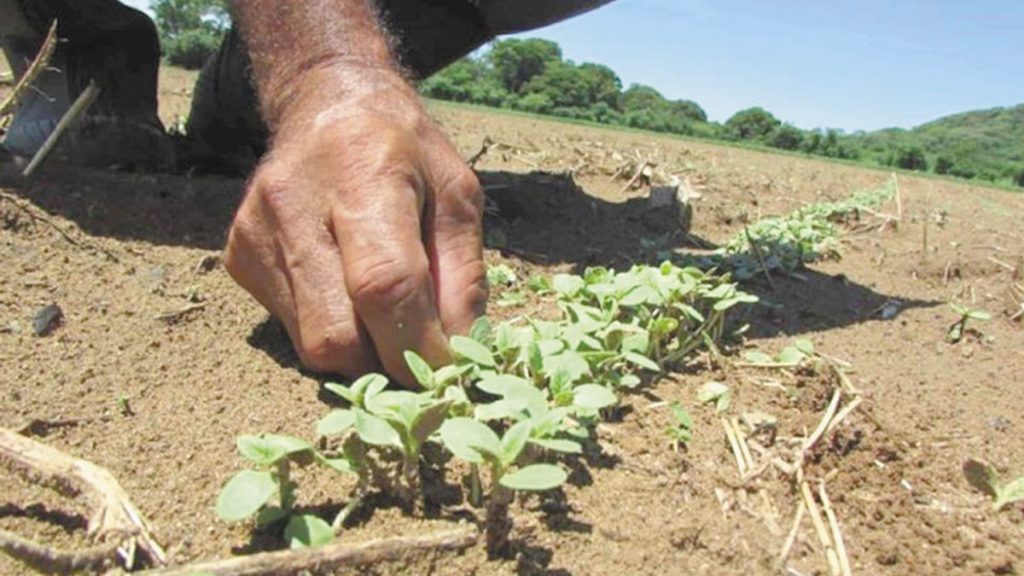 Ajonjolí cultivo con potencial – Semanario El Pionero