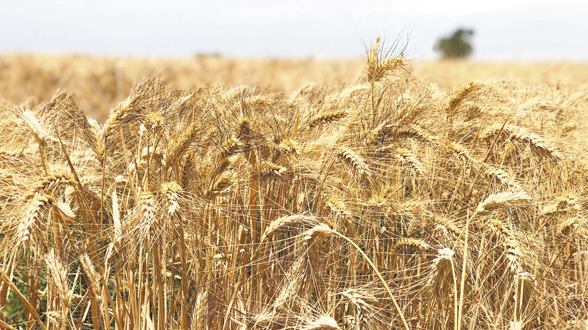 Crecerá 10% producción de trigo en Sonora – Semanario El Pionero
