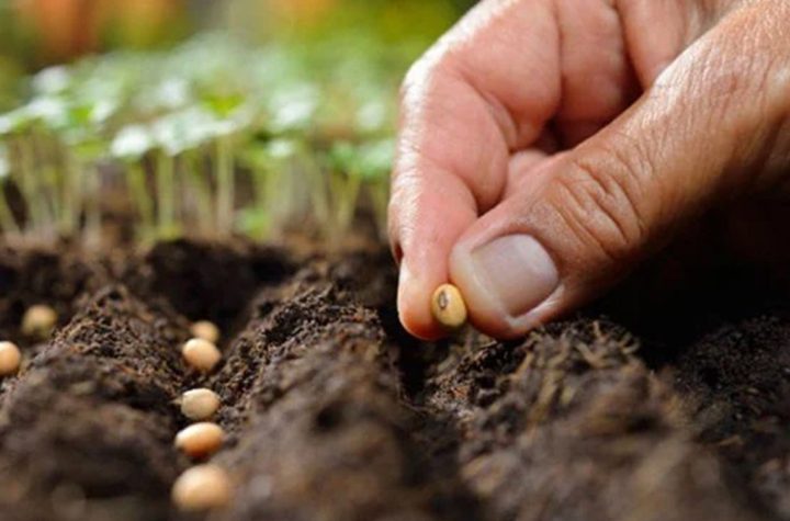 La importación de frijol en México no impacta el precio en Sinaloa | Foto: Temática