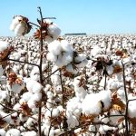 Recuperación del algodón continúa