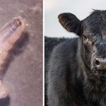 Plaga de gusano barrenador en 16 mil cabezas de ganado alerta a la industria cárnica