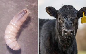 Plaga de gusano barrenador en 16 mil cabezas de ganado alerta a la industria cárnica