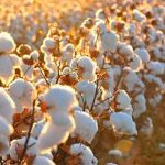 Algodón: tres chispas para encender el mercado… o resignarse a los 50 centavos
