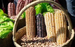 Acuerdan vender 3.3 millones de toneladas de maíz blanco en Sinaloa