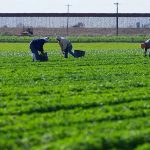 Demandan restauranteros de Texas reforma migratoria