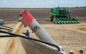 Sader reabre ventanilla de apoyos extraordinarios a productores de maíz blanco de Sinaloa