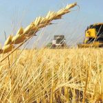 México y el trigo: entre la capacidad productiva y la dependencia importadora