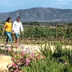 Caída turística golpea al Valle de Guadalupe: HVR