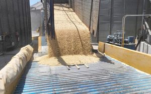 Productores de maíz deben aceptar oferta de los bodegueros: Sader