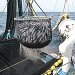 El conflicto en Oriente Medio bloquea la pesca y el comercio del atún