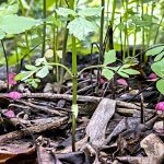 Biodiversidad del suelo, clave para la lucha climática