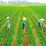 China comprará al menos 17 mil mdd en productos agrícolas de EU anualmente: Casa Blanca