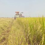 La otra cara de la guerra: la escasez y la subida de precios ahogan la agricultura en Asia