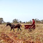 Productores de La Habana priorizan el abasto de alimentos a escuelas y hospitales con carretas tiradas por animales