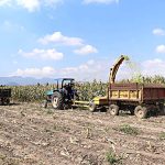 ¿Seguridad alimentaria o agricultura de sobrevivencia?