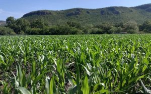 Cultivos de temporal dependen de lluvias para cerrar con éxito el ciclo agrícola