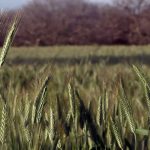 Buscan transformar producción de trigo a nivel global ante calentamiento climático