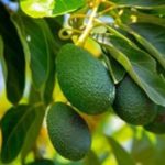 Mission Produce yWestfalia Fruit declaran fuerza mayor ante escazes del aguacate mexicano