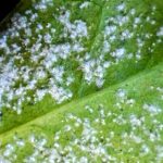 Acciones para proteger al cultivo algodonero C