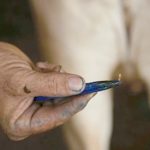 El regreso del gusano barrenador a EU no pone en riego los alimentos