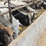 EU autoriza uso de emergencia de medicamento contra el gusano barrenador