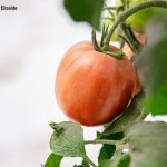 Pronostican disminución de la cosecha de tomate en México
