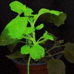 Crean plantas que brillan y cambian de color cuando las infecta un virus