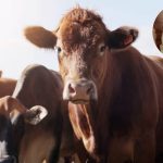 FAO y OIEA activan plan nuclear contra gusano barrenador