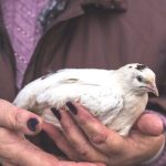 La gripe aviar H5 ya está en todo el mundo: Australia