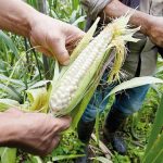 Fertilizantes, materias primas que más se han encarecido: Banco Mundial