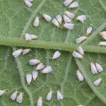 Mosquita Blanca: Cuando se deja de hacer lo que funcionaba