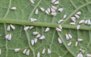Mosquita Blanca: Cuando se deja de hacer lo que funcionaba