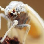 Sin rectoría oficial, la mosca blanca afecta al algodonero