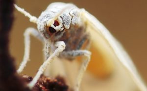 Sin rectoría oficial, la mosca blanca afecta al algodonero