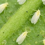 Mosca blanca, lo que nos faltaba