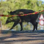 Controles contra la peste porcina no están logrando el nivel deseado