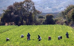 Semarnat lanza nuevo certificado contra deforestación ligada a expansión agrícola