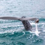 Ballenas dan por fin signos de recuperación