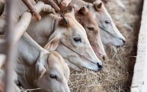 Frenar importación ilegal de ganado de Centroamérica piden productores
