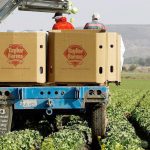 Lechugas de Taylor Farms en México libres de Cyclospora cayetanensis 