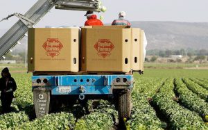 Lechugas de Taylor Farms en México libres de Cyclospora cayetanensis 