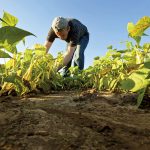 ¿Quién está pensando en el campo mexicano dentro de veinte años?