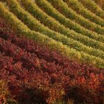 Francia dedica 145 millones a ayudar a sus agricultores en la compra de fertilizantes