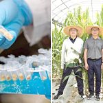 Descubren gen que permite mejorar el valor nutricional del maíz